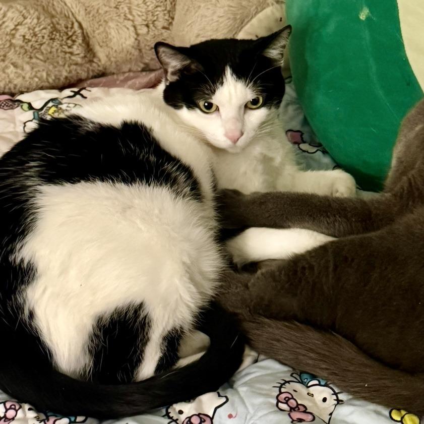 Oreo, Adoptable, Adult Female Domestic Short Hair.