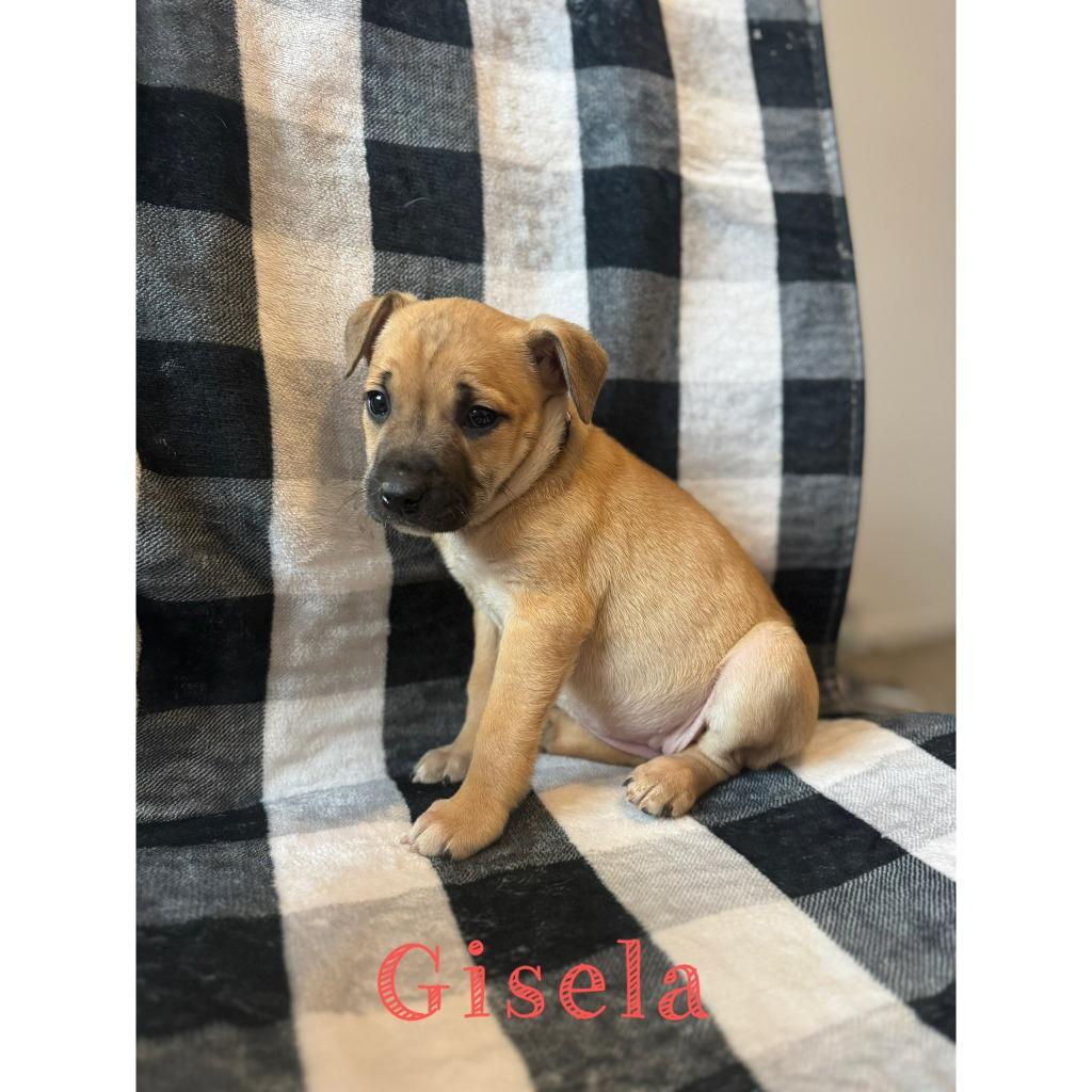 Enlarge Gisela, a Adoptable mixed breed in sun prairie, WI image 1/1