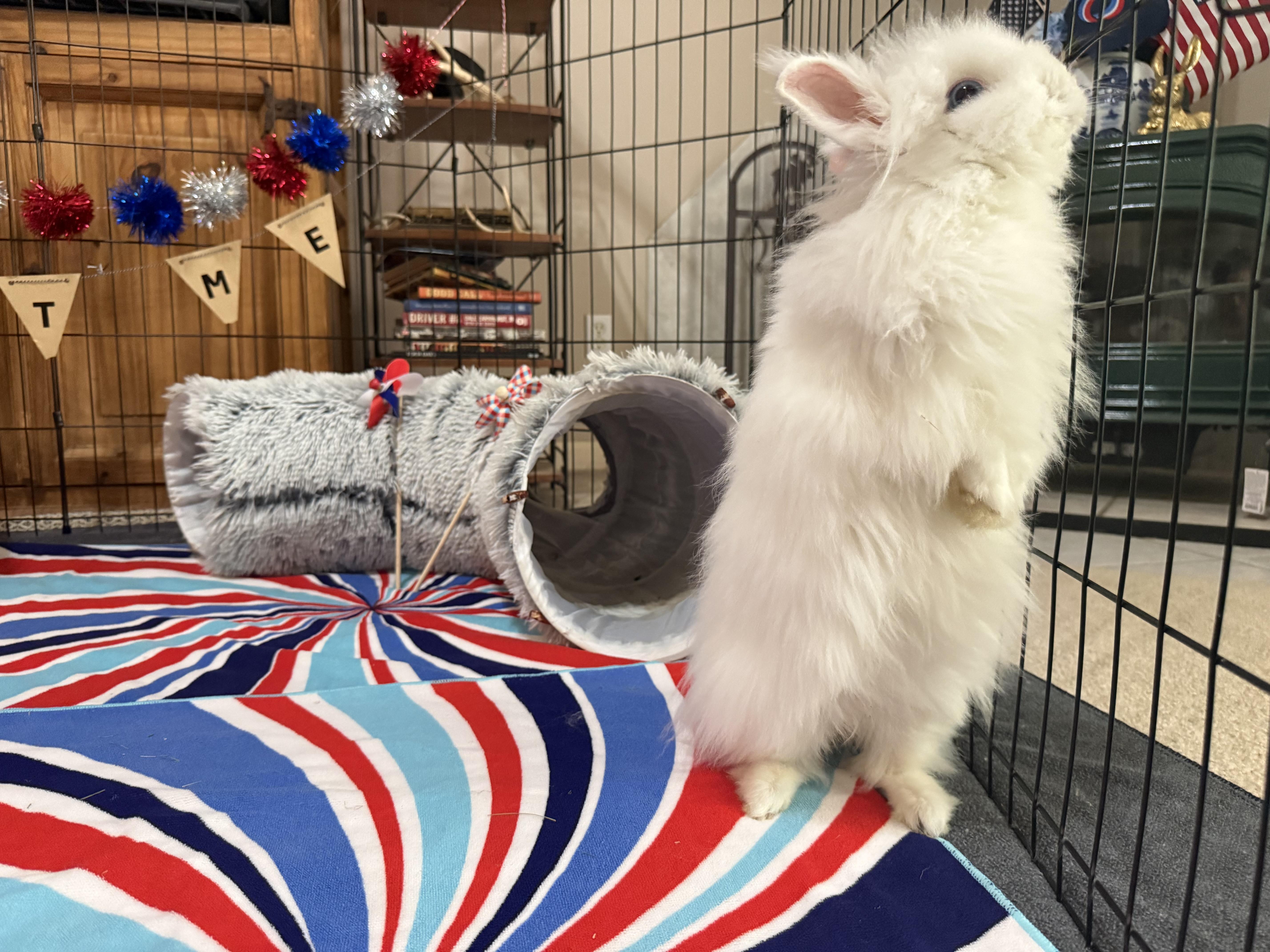 Tooshi, ADOPTABLE, Young Female Angora Rabbit & Bunny Rabbit.