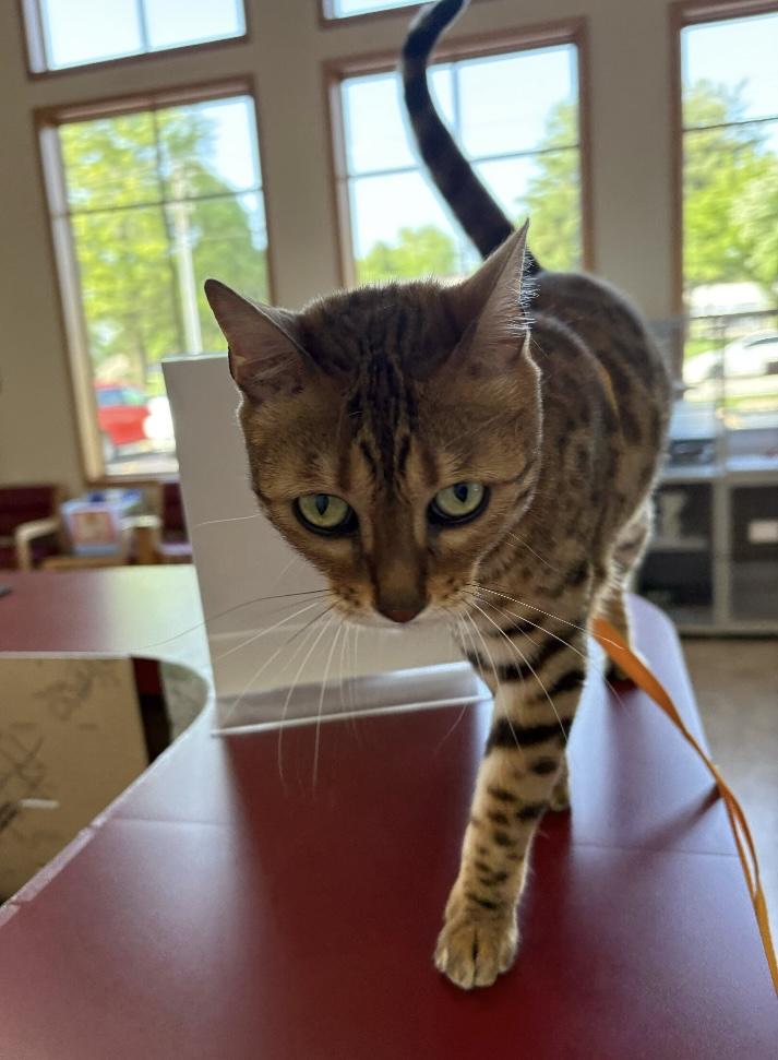 Enlarge Honey, a Adopted Bengal in Monticello, IL image 2/2