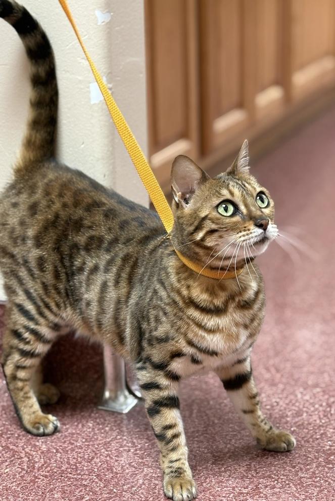 Enlarge Honey, a Adopted Bengal in Monticello, IL image 1/2