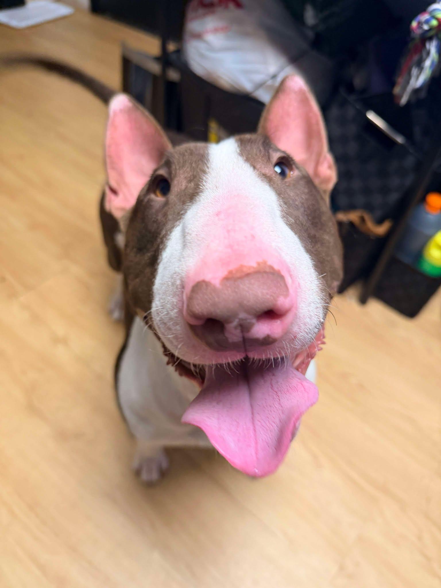 25-073 Harold, Adoptable, Adult Male Bull Terrier.