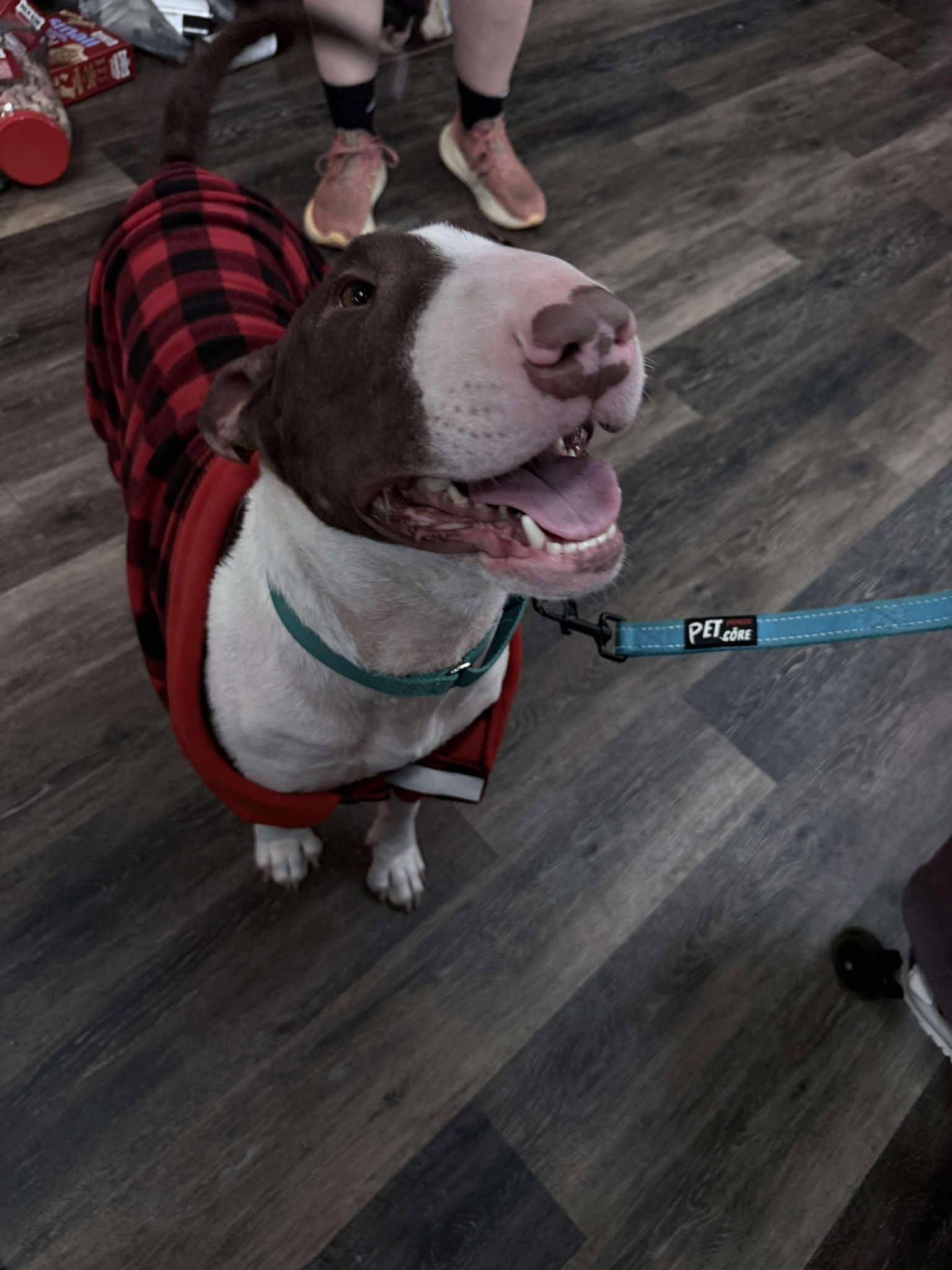 Enlarge 25-073 Harold, a Adoptable Bull Terrier in St. Peters, MO image 2/6