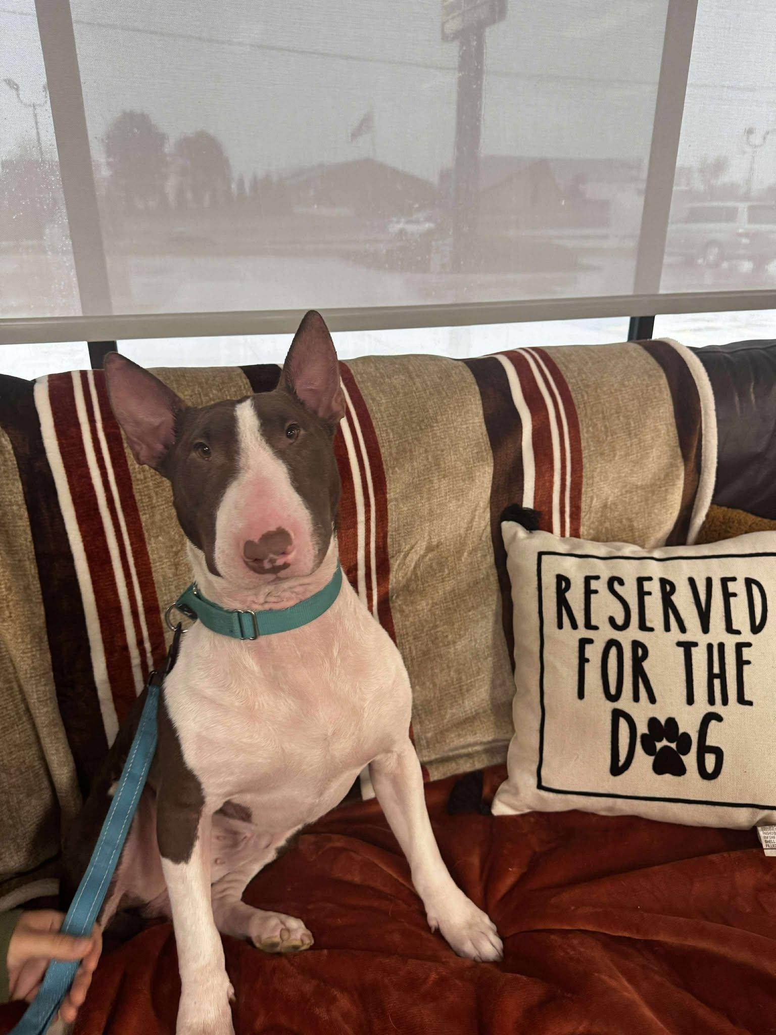 Enlarge 25-073 Harold, a Adoptable Bull Terrier in St. Peters, MO image 5/6