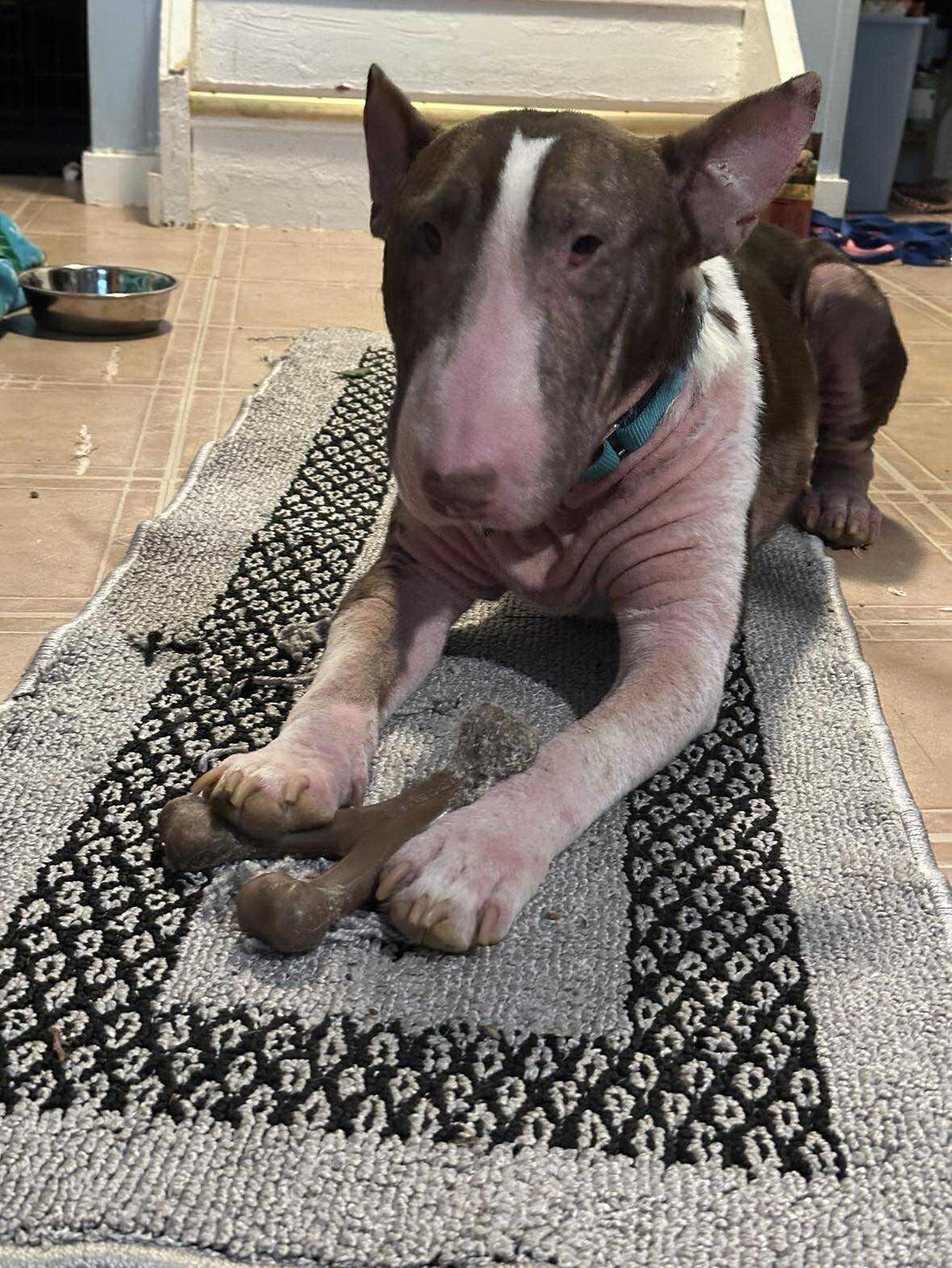 Enlarge 25-073 Harold, a Adoptable Bull Terrier in St. Peters, MO image 3/6