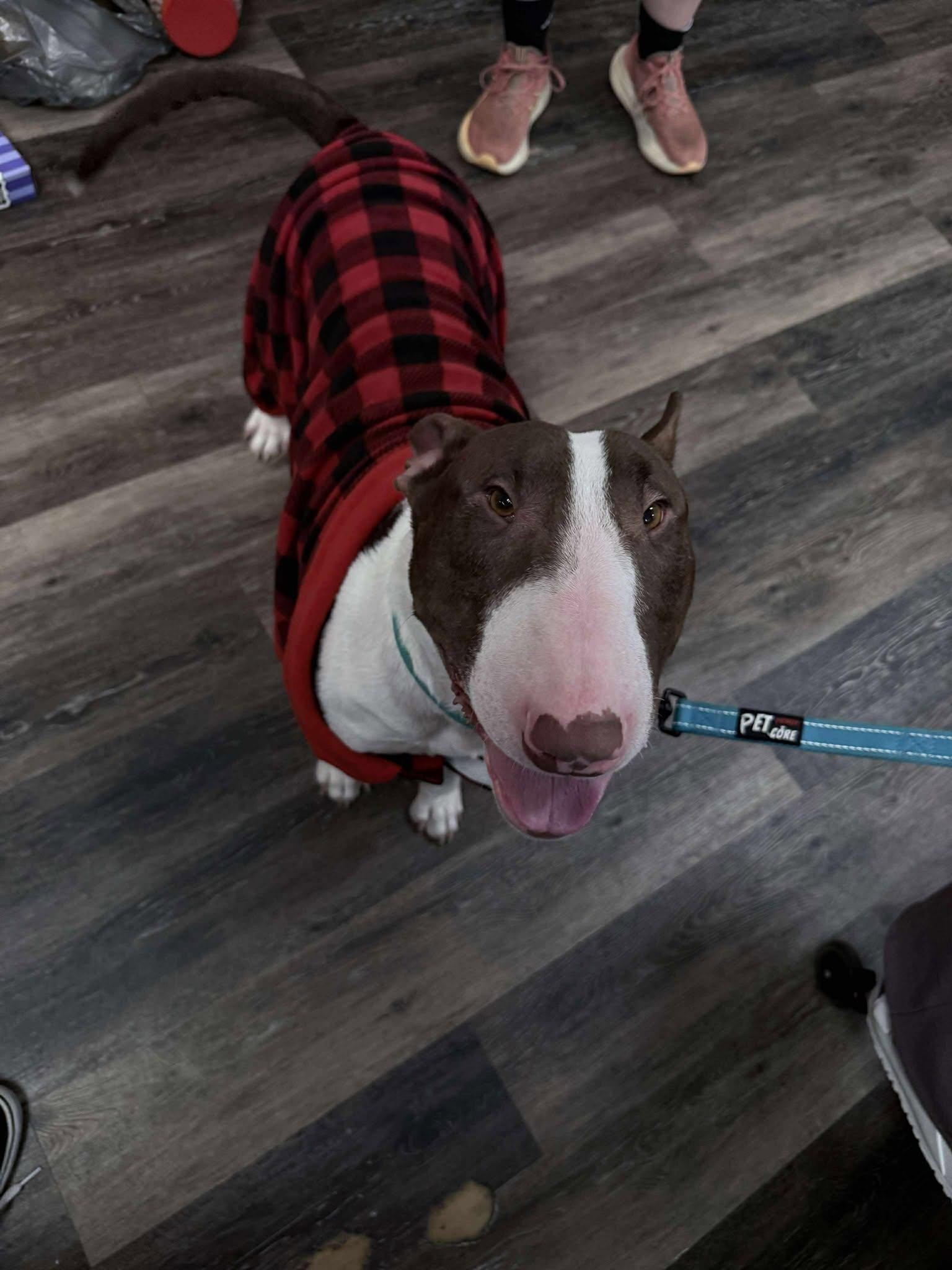 Enlarge 25-073 Harold, a Adoptable Bull Terrier in St. Peters, MO image 4/6