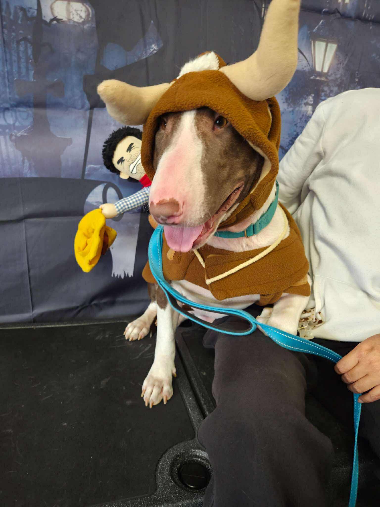 Enlarge 25-073 Harold, a Adoptable Bull Terrier in St. Peters, MO image 6/6