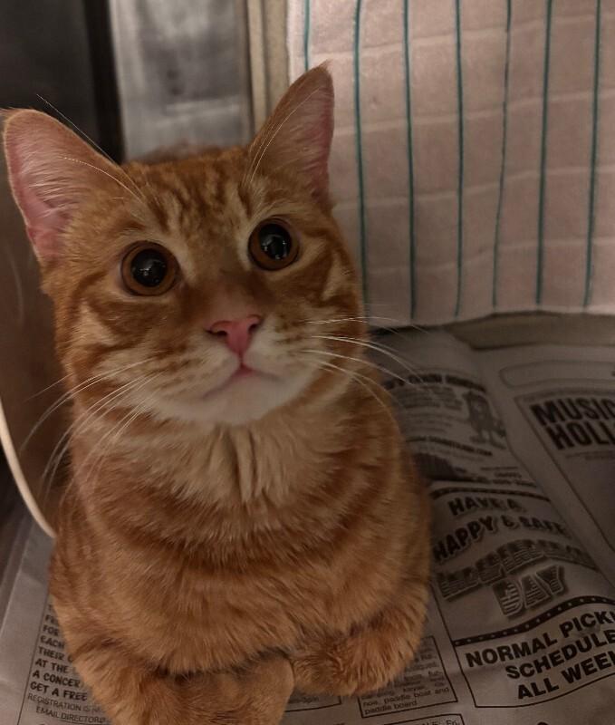 Enlarge Stromboli, a Adoptable Domestic Short Hair in Cortland, NY image 1/3