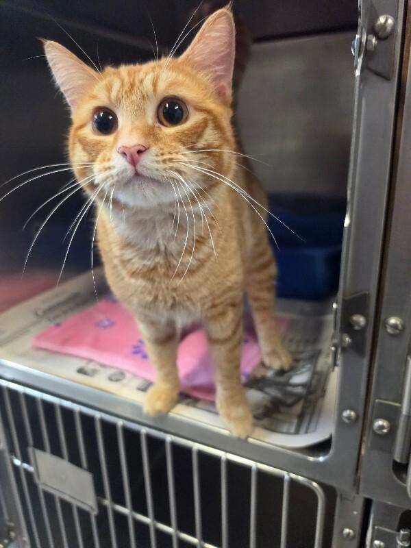 Enlarge Stromboli, a Adoptable Domestic Short Hair in Cortland, NY image 2/3