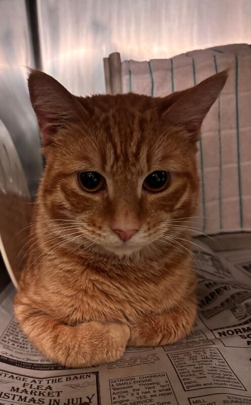 Enlarge Stromboli, a Adoptable Domestic Short Hair in Cortland, NY image 3/3