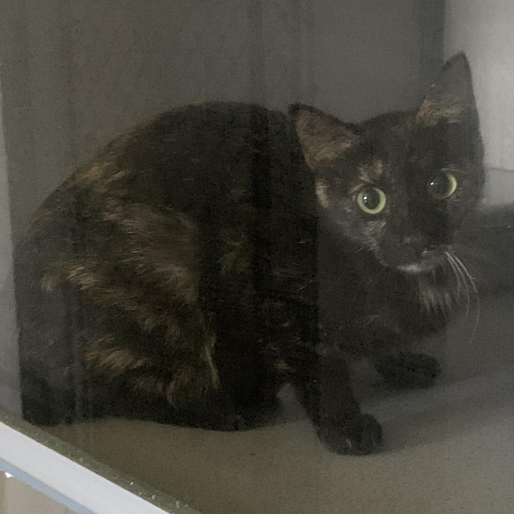Kitty Kat, Adoptable, Young Female Domestic Short Hair.