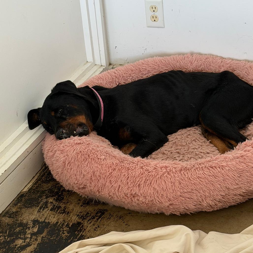 Enlarge Gretchen, a Adoptable Rottweiler in Clarksdale, MS image 1/3