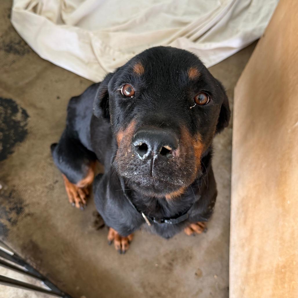 Enlarge Gretchen, a Adoptable Rottweiler in Clarksdale, MS image 2/3