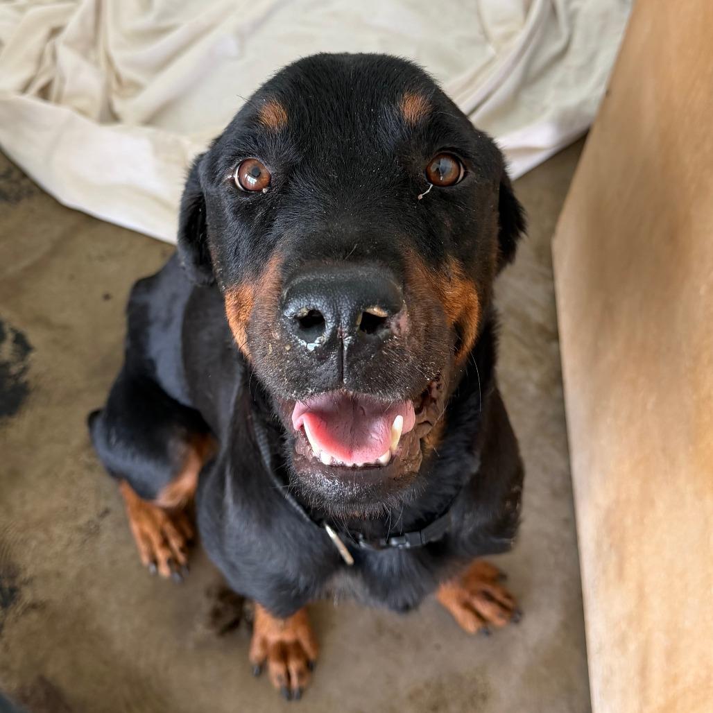 Enlarge Gretchen, a Adoptable Rottweiler in Clarksdale, MS image 3/3