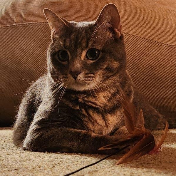 Sweet Pea, ADOPTABLE, Adult Female Tabby.