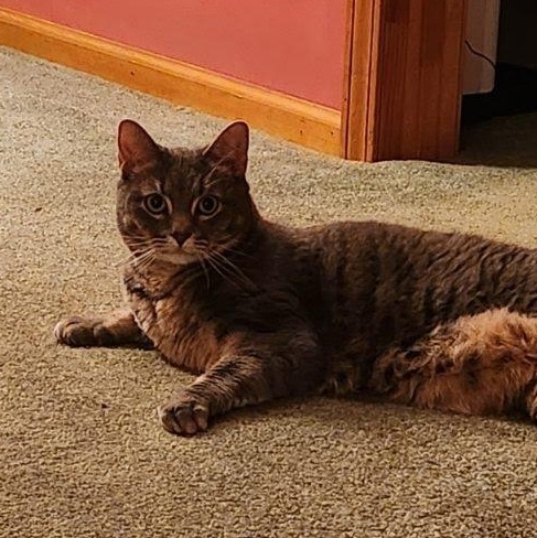 Enlarge Sweet Pea, a ADOPTABLE Tabby in Oswego, NY image 3/6