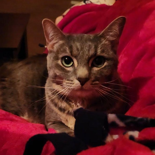 Enlarge Sweet Pea, a ADOPTABLE Tabby in Oswego, NY image 5/6