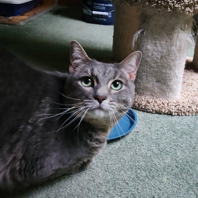 Enlarge Sweet Pea, a ADOPTABLE Tabby in Oswego, NY image 4/6