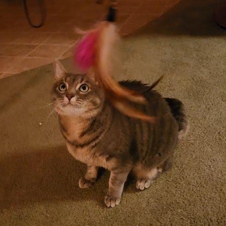 Enlarge Sweet Pea, a ADOPTABLE Tabby in Oswego, NY image 2/6