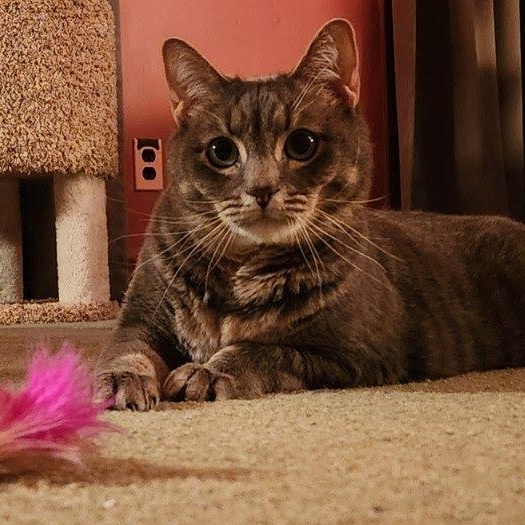 Enlarge Sweet Pea, a ADOPTABLE Tabby in Oswego, NY image 6/6