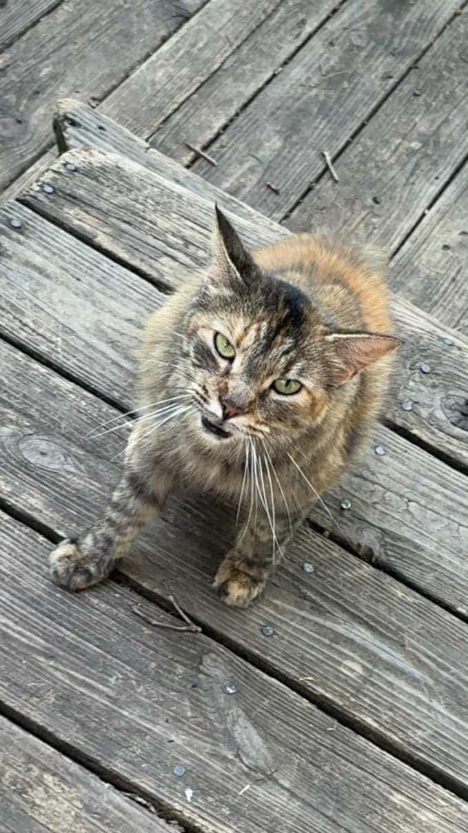 Lily, Adoptable, Adult Female Calico & Tabby.