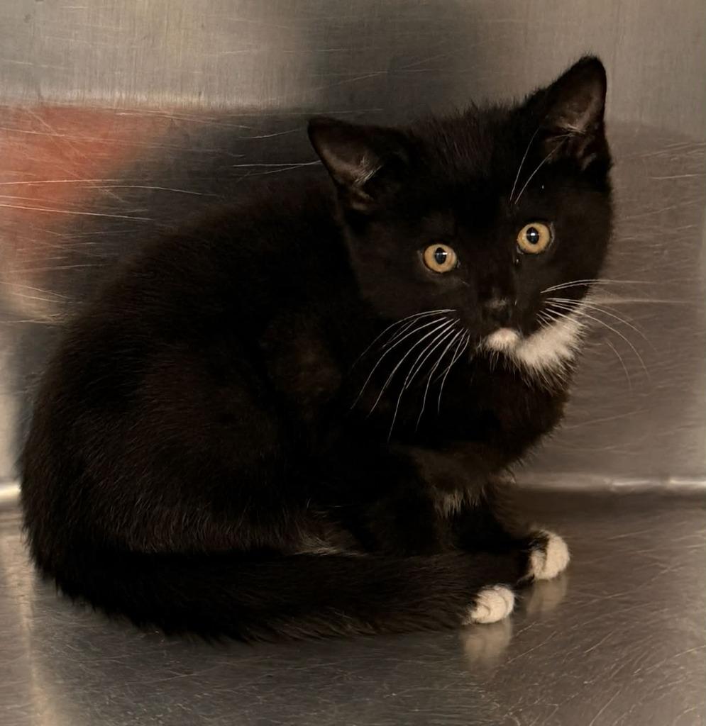Fresno, Adoptable, Kitten Male Domestic Short Hair.