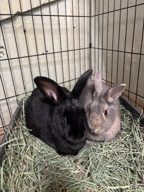 Peter (M) & Trixie (F) (Pen 10), Adoptable, Adult Male Bunny Rabbit.