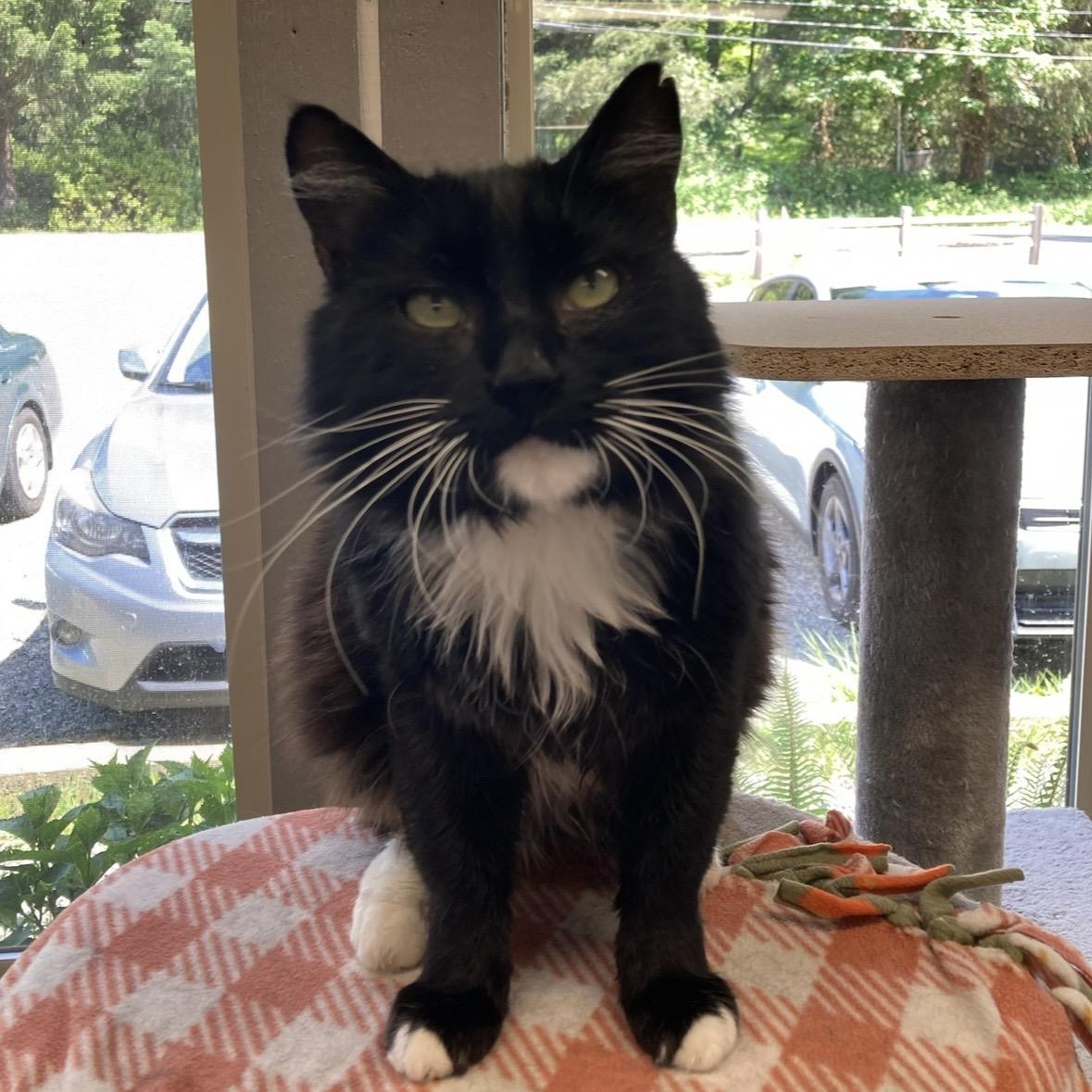 Sylvester, ADOPTABLE, Adult Male Domestic Long Hair.