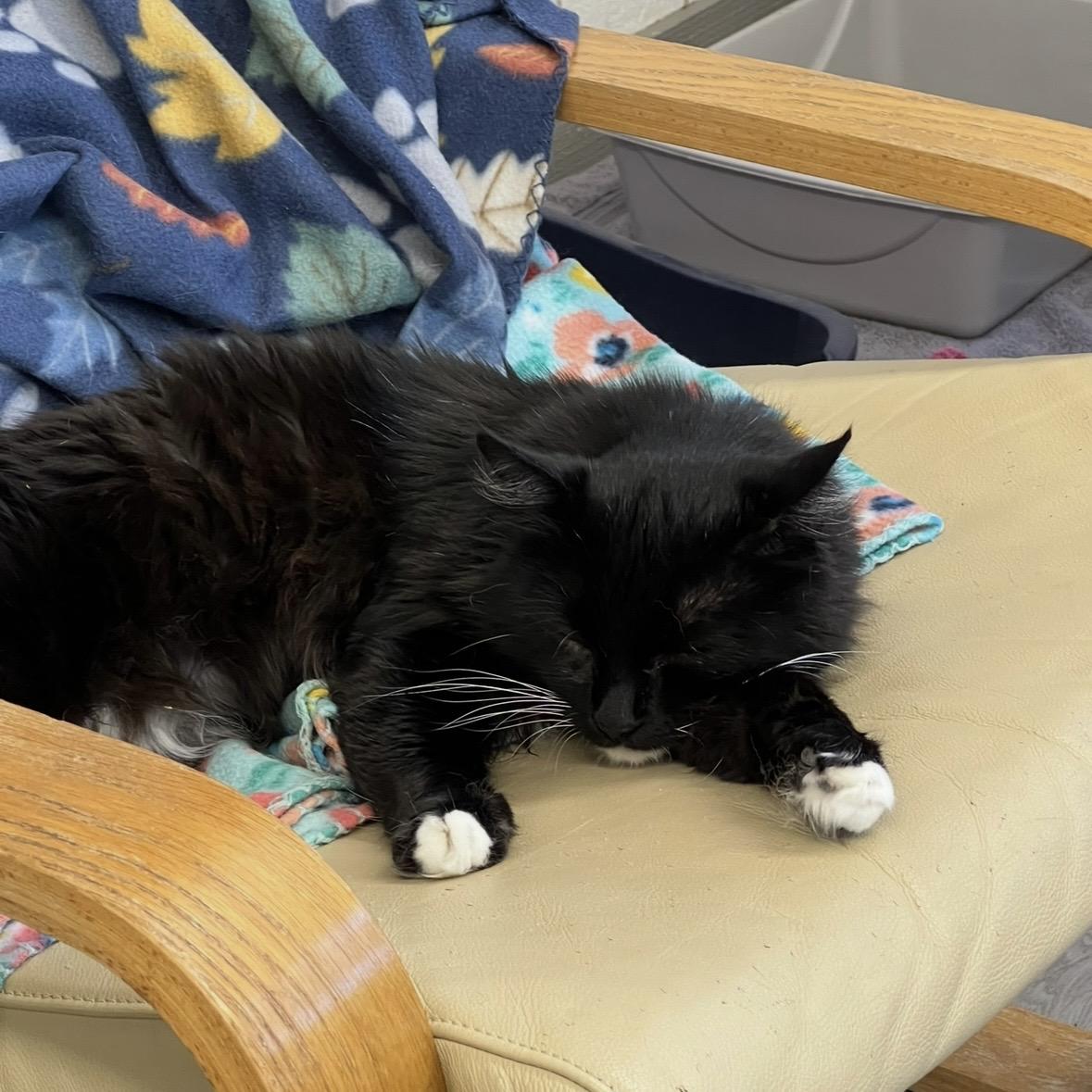 Sylvester, a ADOPTABLE Domestic Long Hair in Renton , WA image 2/6