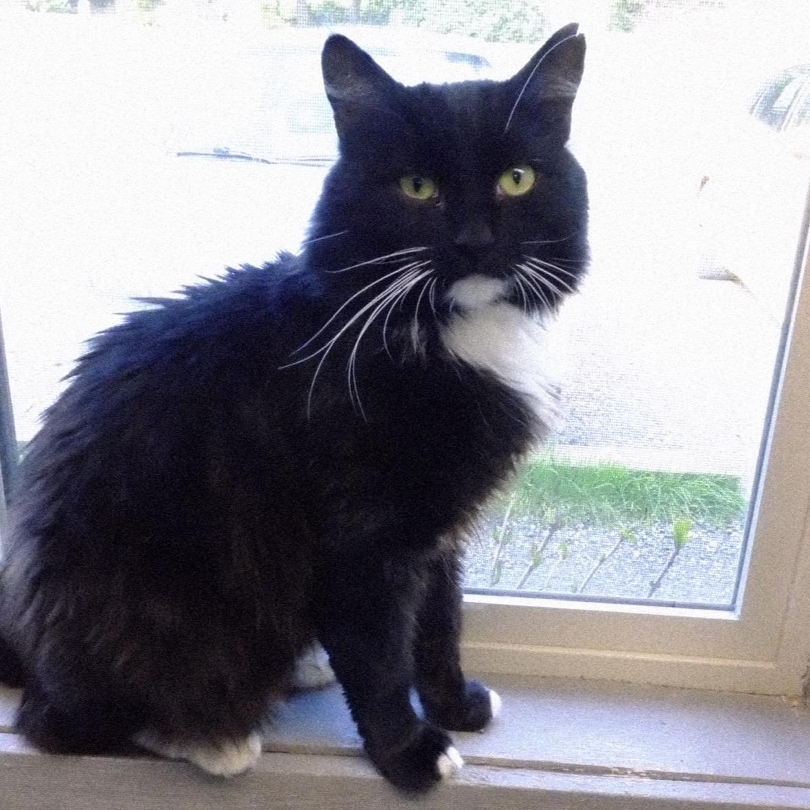 Sylvester, a ADOPTABLE Domestic Long Hair in Renton , WA image 4/6