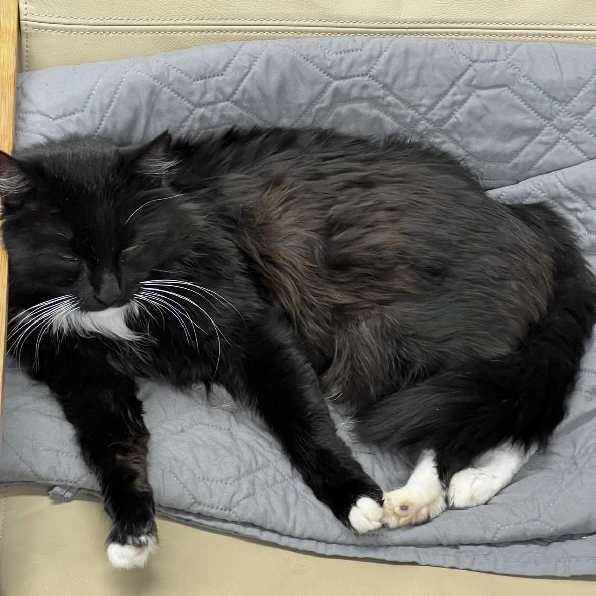 Sylvester, a ADOPTABLE Domestic Long Hair in Renton , WA image 5/6