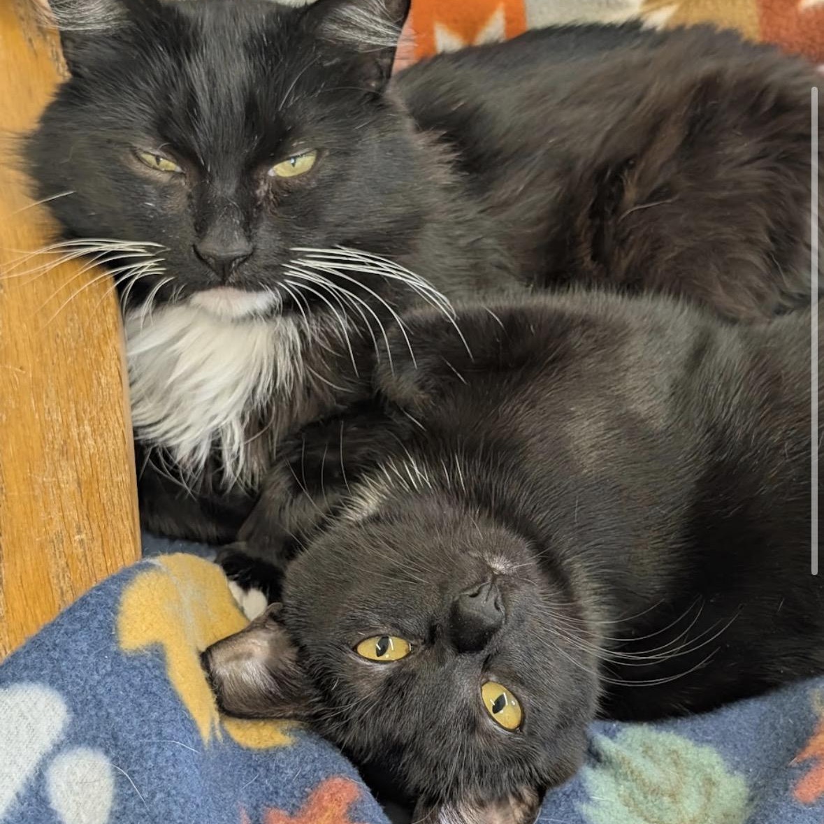 Sylvester, a ADOPTABLE Domestic Long Hair in Renton , WA image 6/6