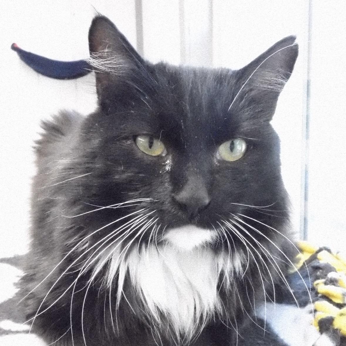 Sylvester, a ADOPTABLE Domestic Long Hair in Renton , WA image 3/6