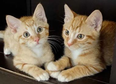 Graham & Waverly, adopted, Kitten Male Domestic Short Hair.