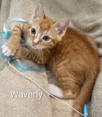 Graham & Waverly, an adopted Domestic Short Hair in Fair Oaks, CA image 3/3
