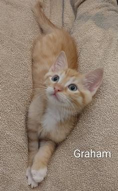 Graham & Waverly, an adopted Domestic Short Hair in Fair Oaks, CA image 2/3