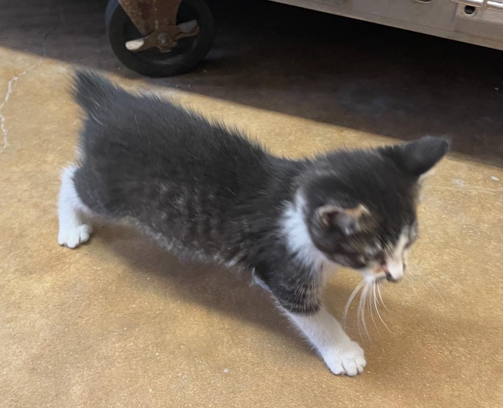 Zak, ADOPTABLE, Kitten Male Domestic Medium Hair.