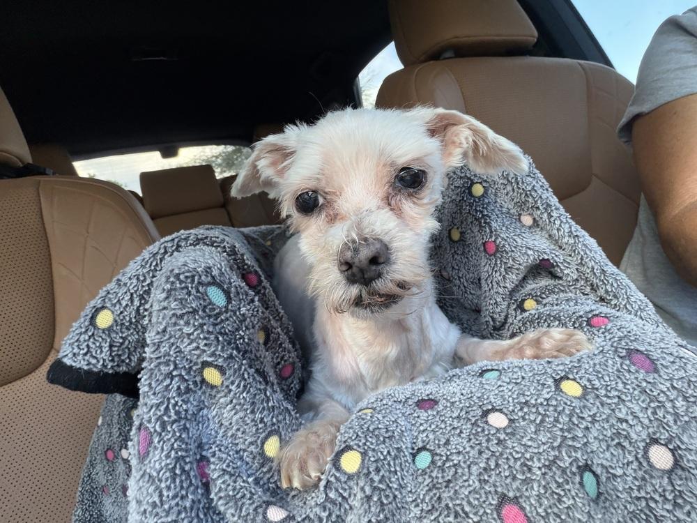 Calypso, Adoptable, Senior Female Maltese.