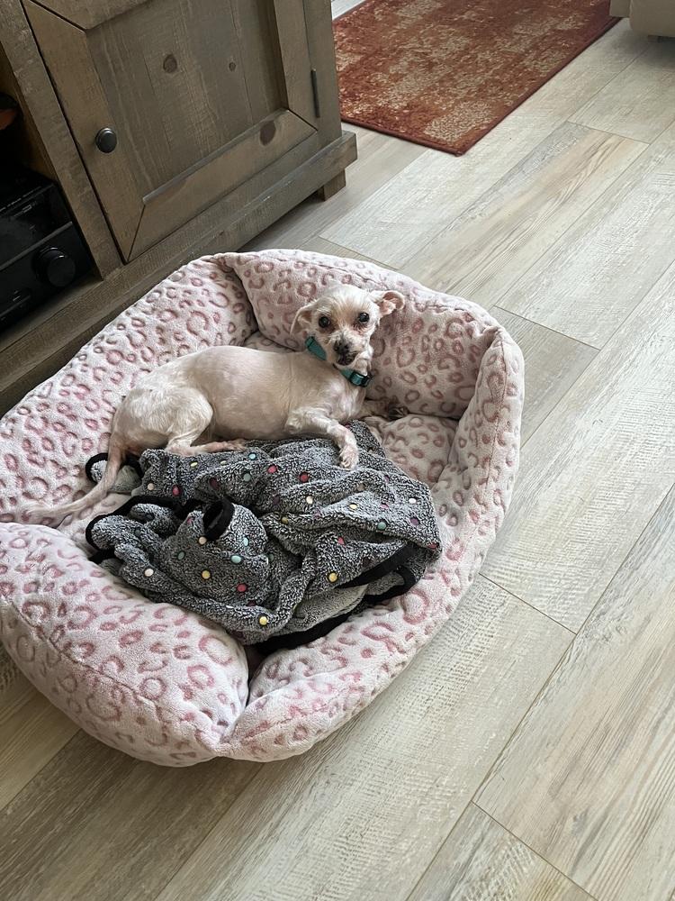 Calypso, a Adoptable Maltese in Melbourne Beach, FL image 2/3
