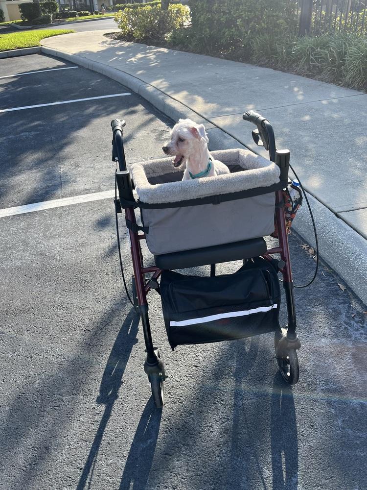 Calypso, a Adoptable Maltese in Melbourne Beach, FL image 3/3