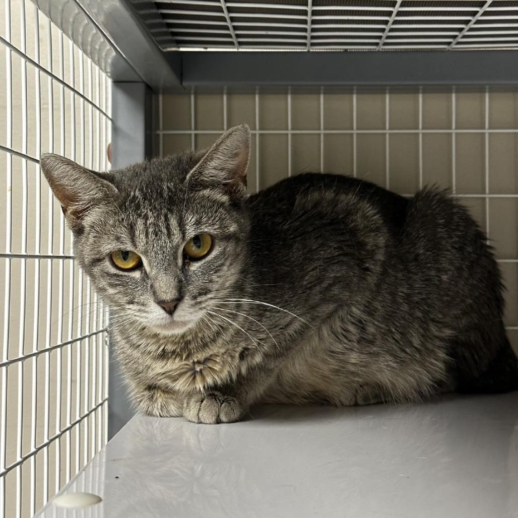 Marie, Adoptable, Young Female Domestic Short Hair.