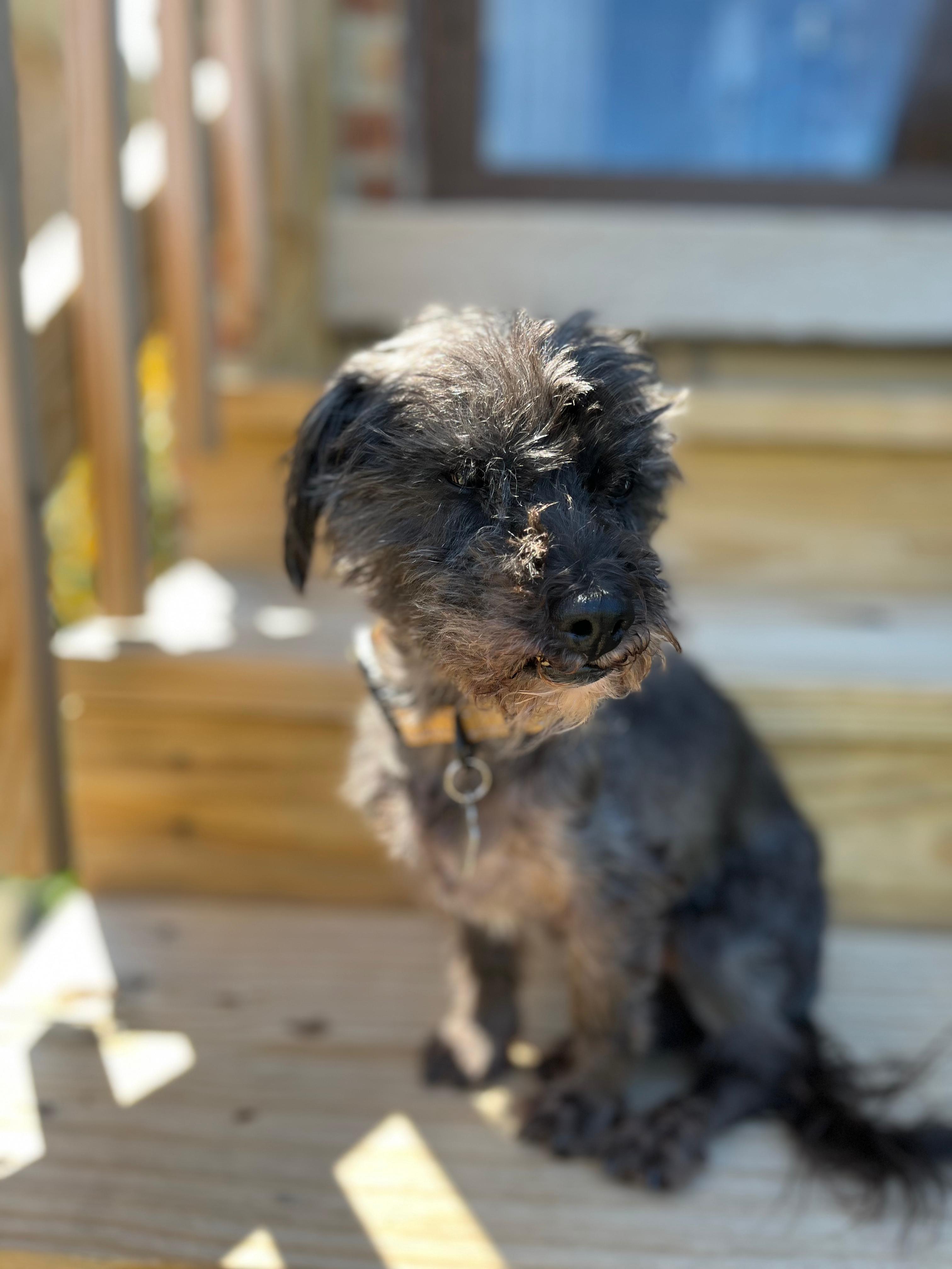 Motor, a Adoptable mixed breed in Oak Forest, IL image 2/5