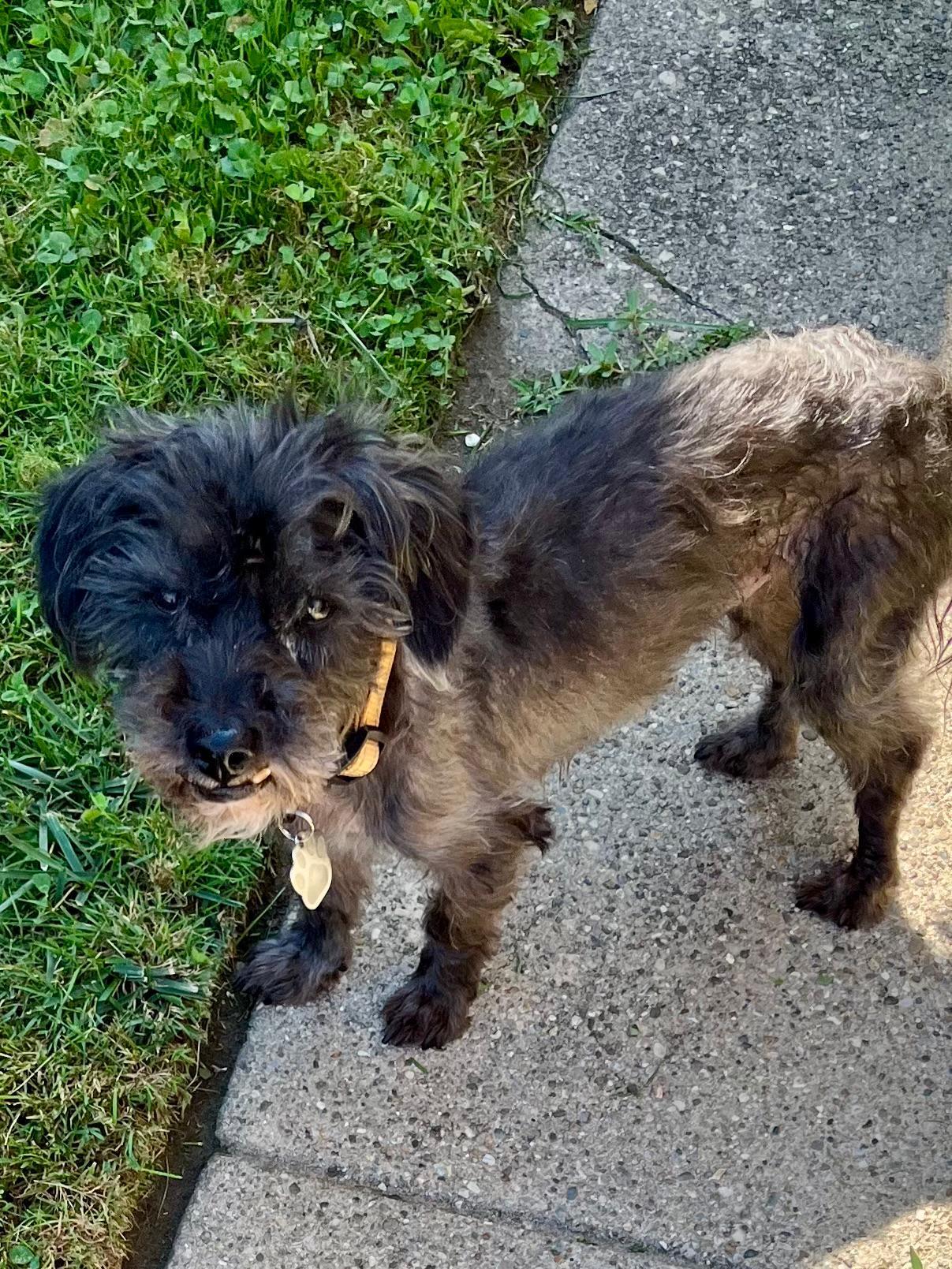 Motor, a Adoptable mixed breed in Oak Forest, IL image 1/5