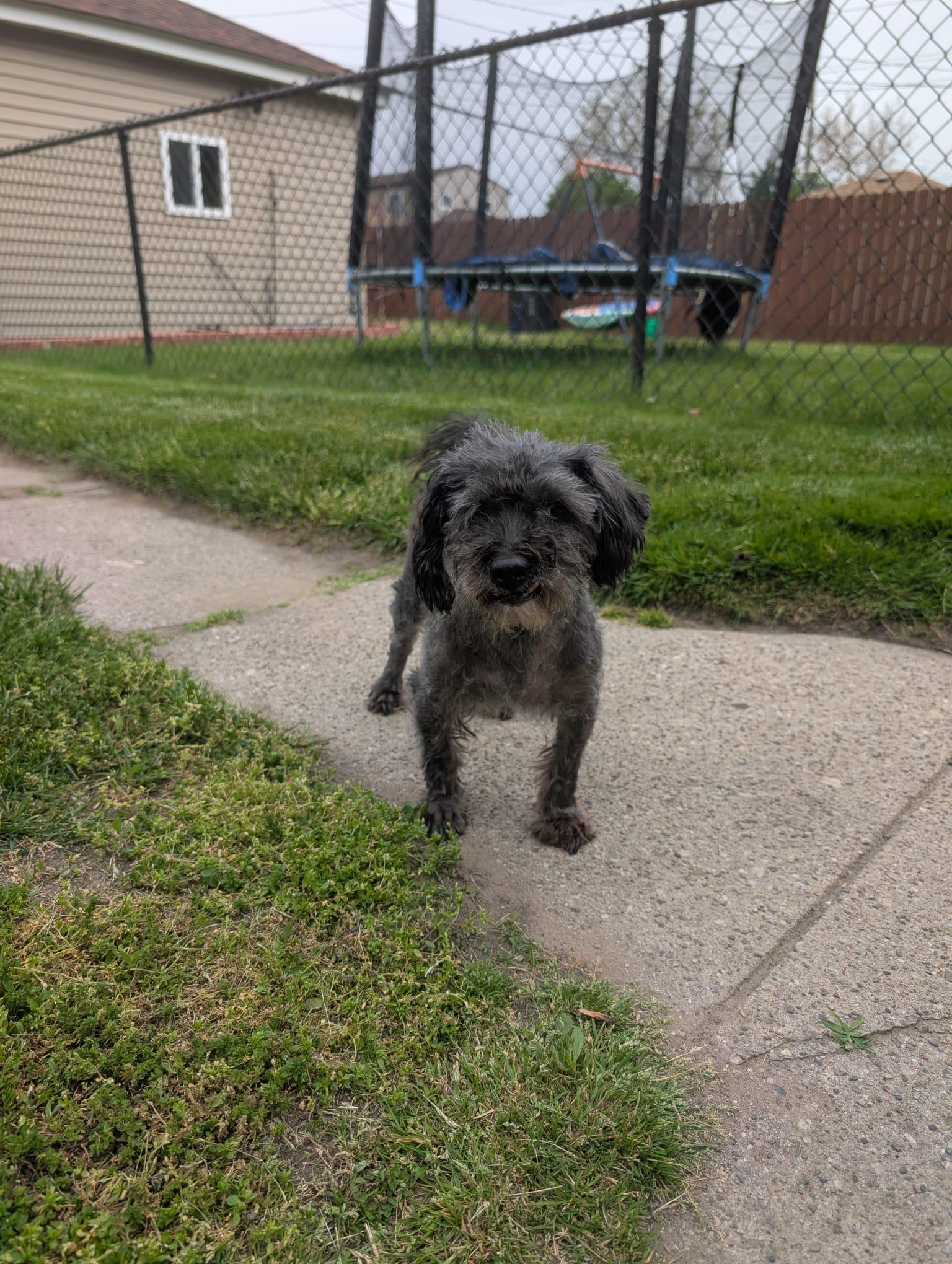 Motor, an adoptable mixed breed in Oak Forest, IL image 4/5