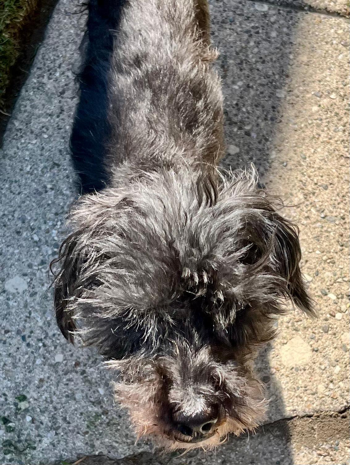 Motor, a Adoptable mixed breed in Oak Forest, IL image 5/5