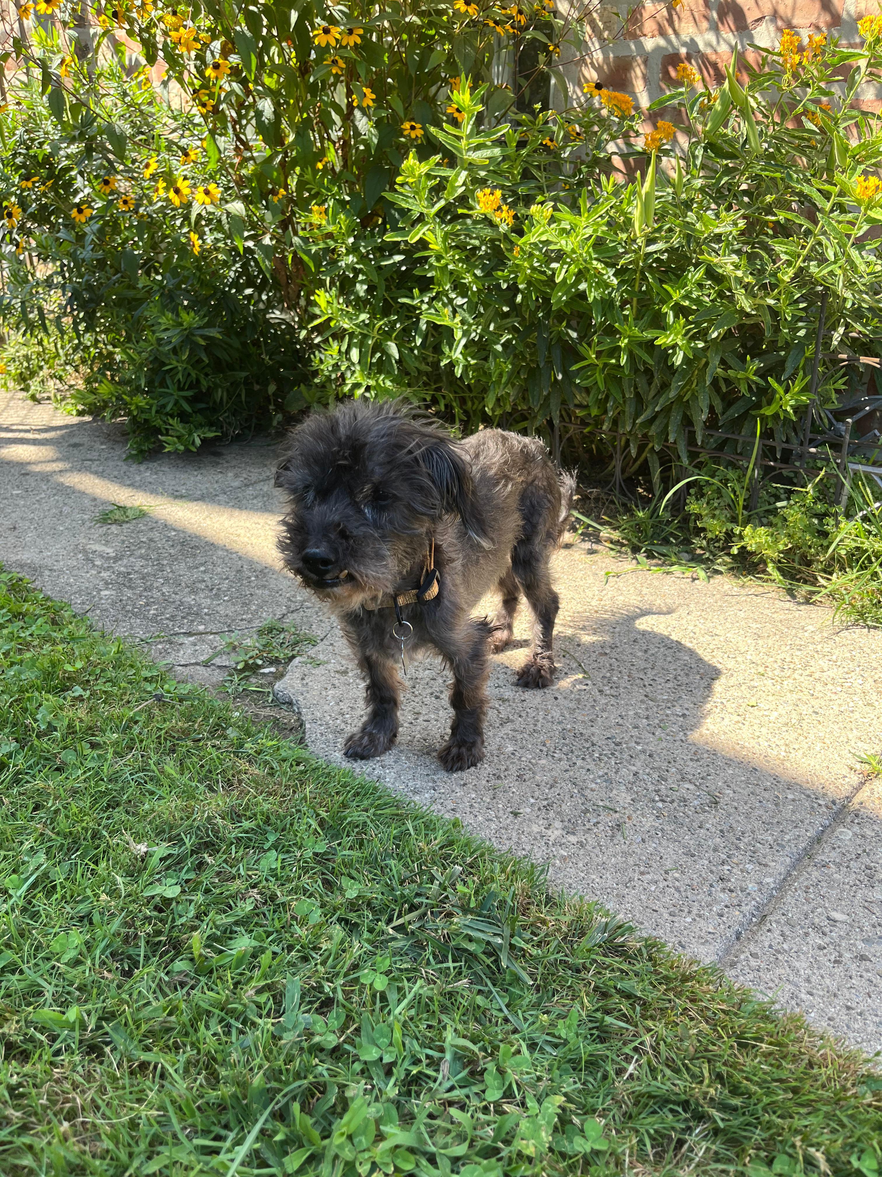 Motor, a Adoptable mixed breed in Oak Forest, IL image 4/5