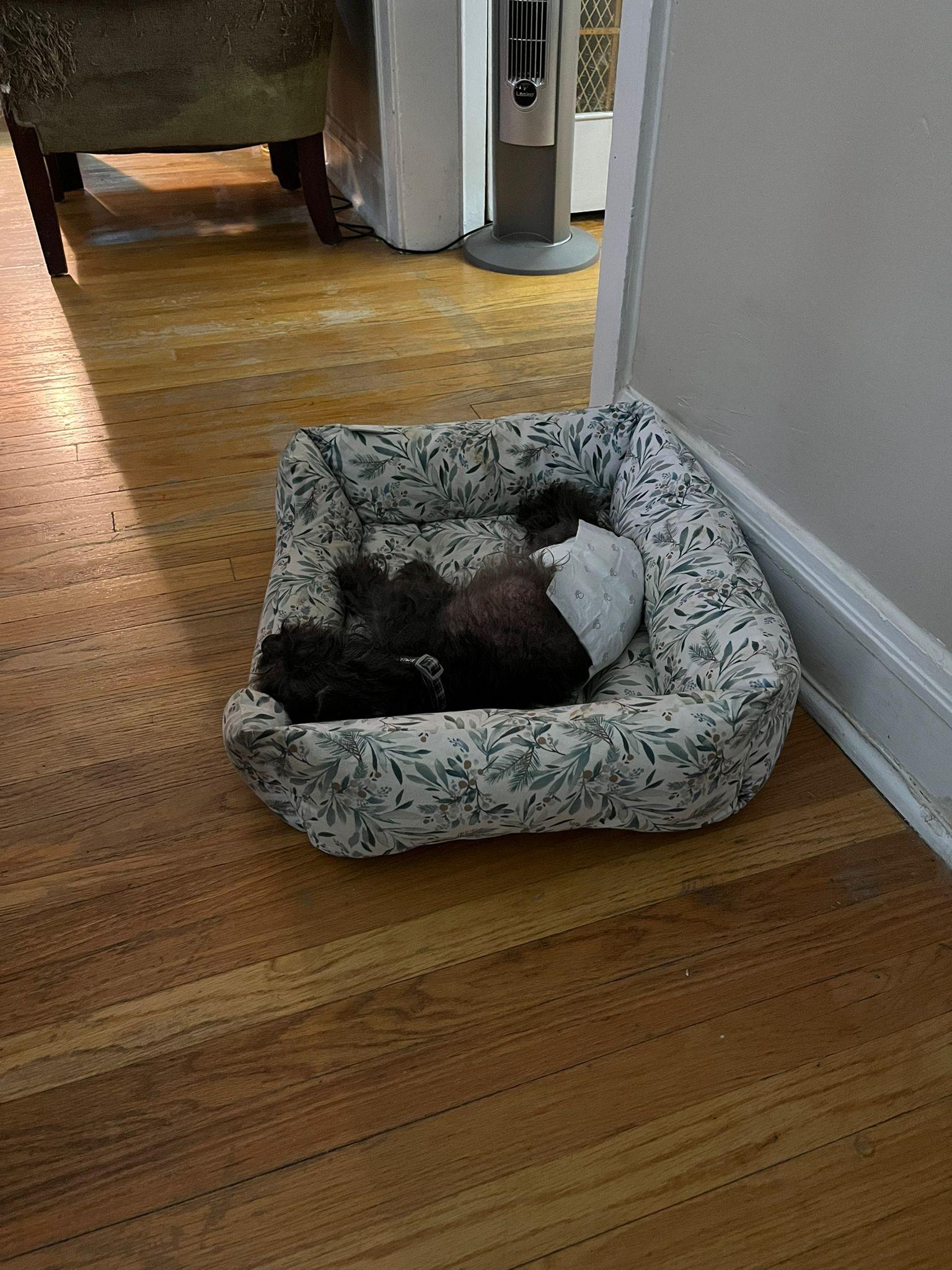 Motor, a Adoptable mixed breed in Oak Forest, IL image 3/5