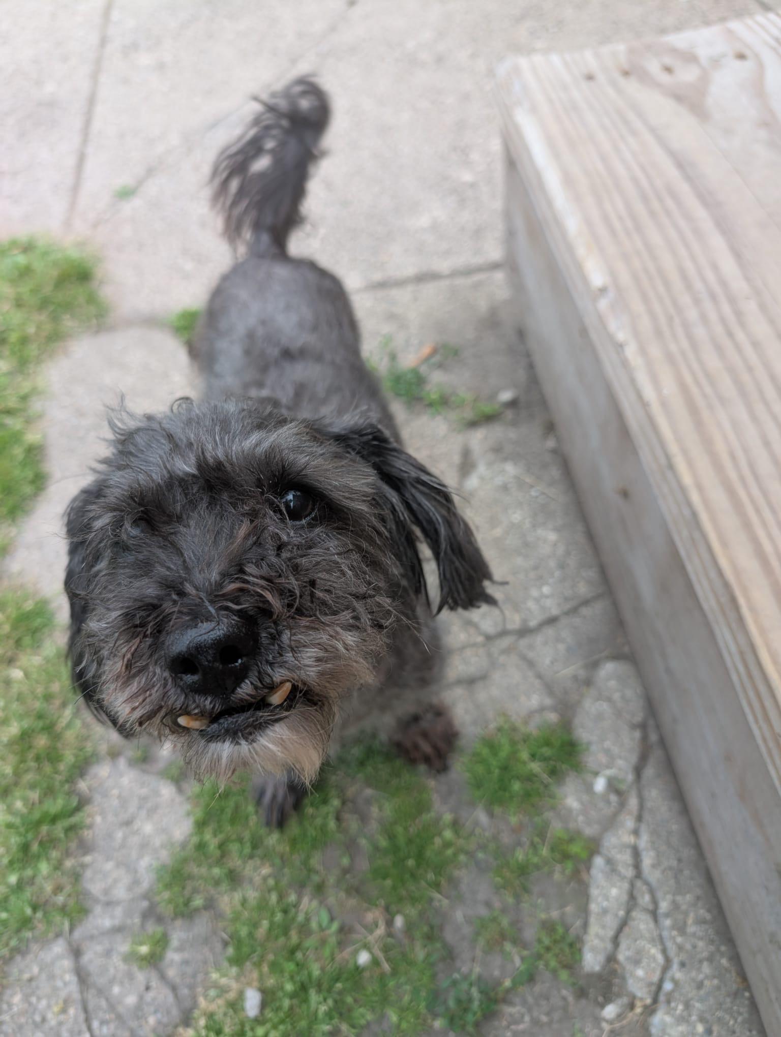 Motor, an adoptable mixed breed in Oak Forest, IL image 1/5