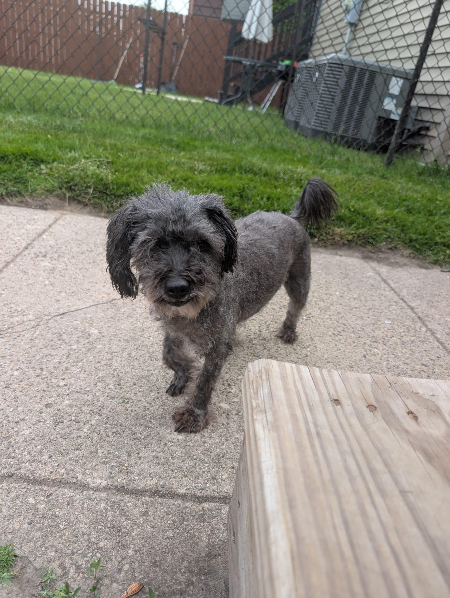 Motor, an adoptable mixed breed in Oak Forest, IL image 2/5