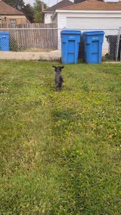 Enlarge Motor, an adoptable mixed breed in Oak Forest, IL video 5/5